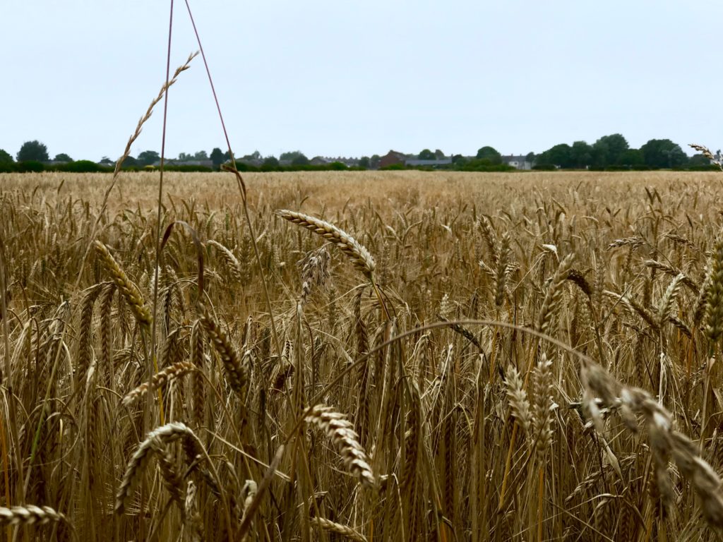 wheat field